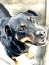 adoptable Dog in  named SABRINA