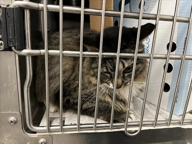 adoptable Cat in Los Angeles, CA named NELLY
