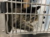 adoptable Cat in  named NELLY