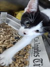 adoptable Cat in  named KIM