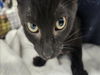 adoptable Cat in  named SHADOW