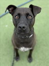 adoptable Dog in  named LIAM