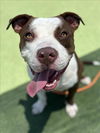 adoptable Dog in  named FATHER