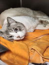 adoptable Cat in  named A2203966