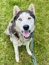 adoptable Dog in  named CONNA
