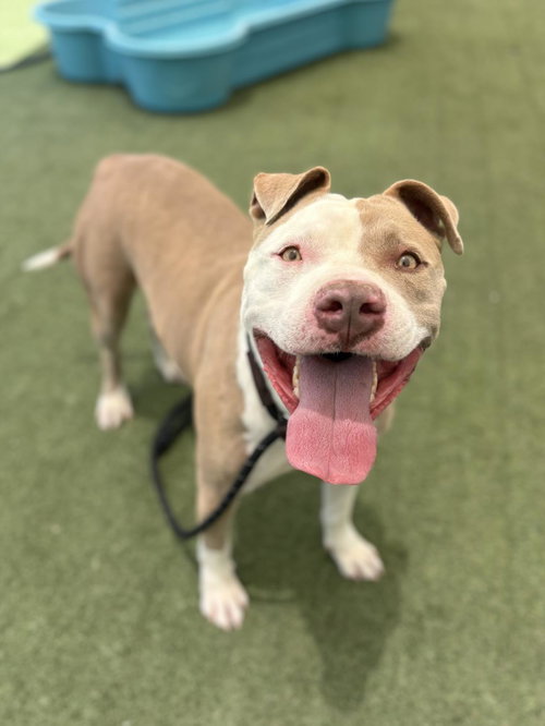 FLUFFY - Pit Bull Terrier available for adoption