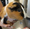 adoptable Guinea Pig in  named TODD