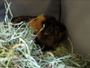 adoptable Guinea Pig in  named GUS