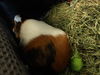 adoptable Guinea Pig in  named BEAN