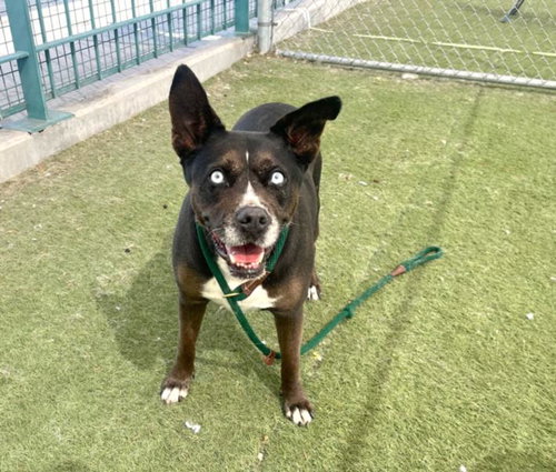SOL - German Shepherd Dog available for adoption