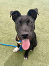 adoptable Dog in  named BOMBER