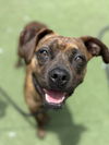 adoptable Dog in  named SEES