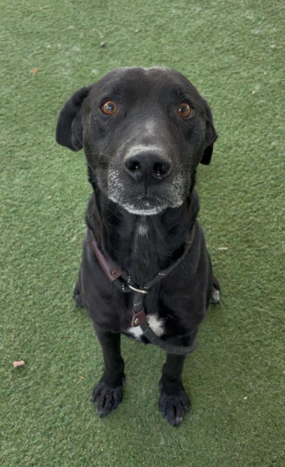 adoptable Dog in Los Angeles, CA named MILES