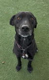 adoptable Dog in  named MILES