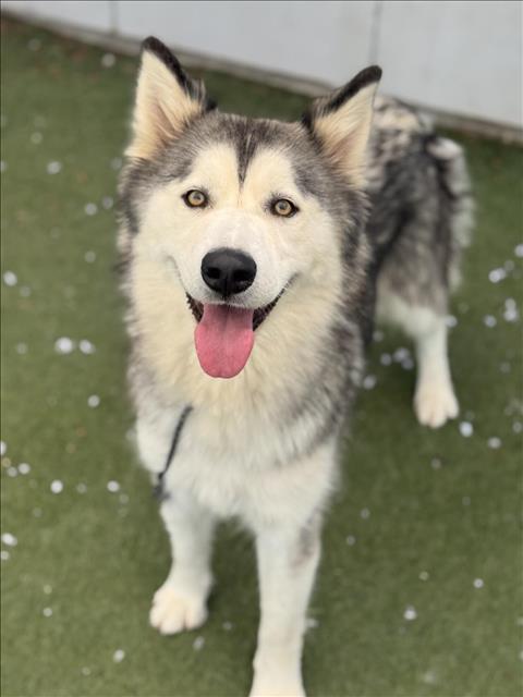 adoptable Dog in Los Angeles, CA named AMANDA