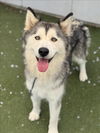 adoptable Dog in  named AMANDA