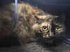 adoptable Cat in  named JASMYN