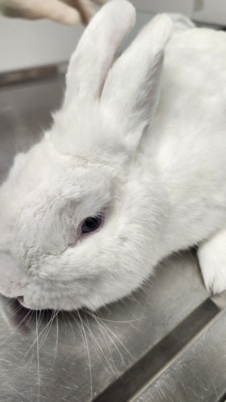 adoptable Rabbit in Los Angeles, CA named COTTON PUFF