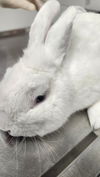 adoptable Rabbit in  named COTTON PUFF