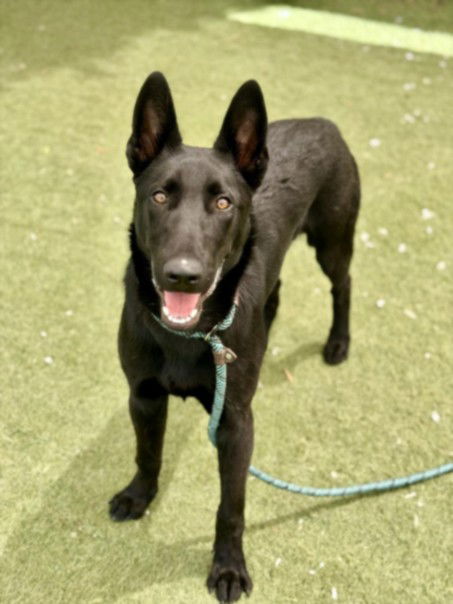 adoptable Dog in Los Angeles, CA named DINO