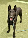 adoptable Dog in  named DINO