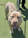 adoptable Dog in  named MINI
