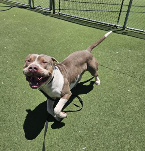 adoptable Dog in Los Angeles, CA named CHAPO