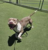 adoptable Dog in  named CHAPO