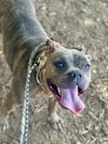 adoptable Dog in  named SIENNA