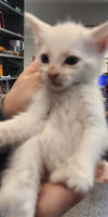 adoptable Cat in  named WILLOW