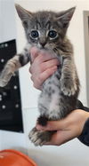 adoptable Cat in  named ASH