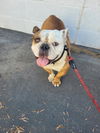 adoptable Dog in  named LITTLE MONKEY
