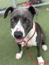 adoptable Dog in  named ROYALTY