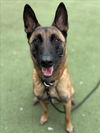 adoptable Dog in  named BO