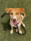 adoptable Dog in  named HELLY