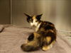 adoptable Cat in  named MARY