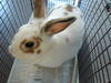 adoptable Rabbit in  named CARAMEL