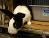 adoptable Rabbit in  named BERT