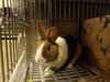 adoptable Rabbit in  named ERNIE