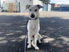 adoptable Dog in  named KIDRON