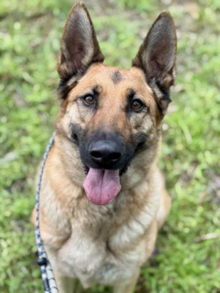 adoptable Dog in Los Angeles, CA named MIA