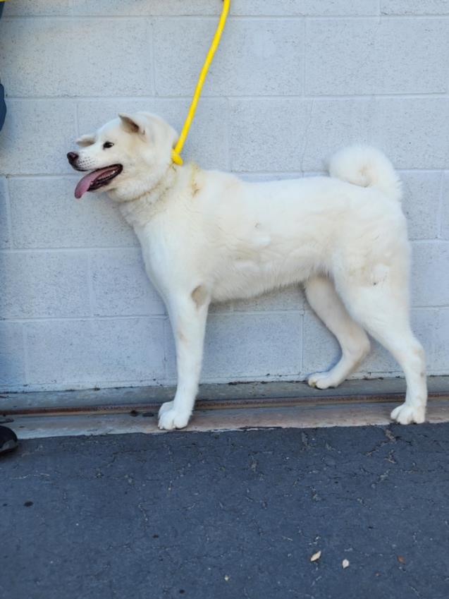adoptable Dog in Los Angeles, CA named AKIRA