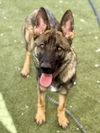 adoptable Dog in  named WILLA