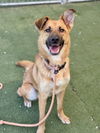 adoptable Dog in  named SOSA