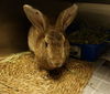adoptable Rabbit in  named ESTEBAN