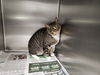 adoptable Cat in Los Angeles, CA named OCEAN