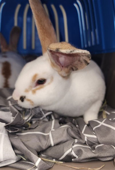 adoptable Rabbit in Los Angeles, CA named DENIRO