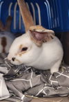 adoptable Rabbit in Los Angeles, CA named DENIRO