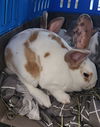 adoptable Rabbit in Los Angeles, CA named CINNAMON