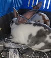 adoptable Rabbit in Los Angeles, CA named BANDIT